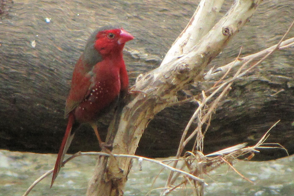 Crimson Finch (Neochmia phaeton)